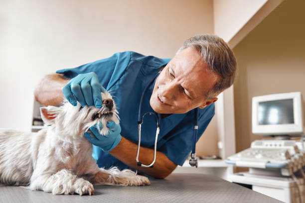 Best Emergency Treatment for Dental Infections or Abscesses in Alameda, CA